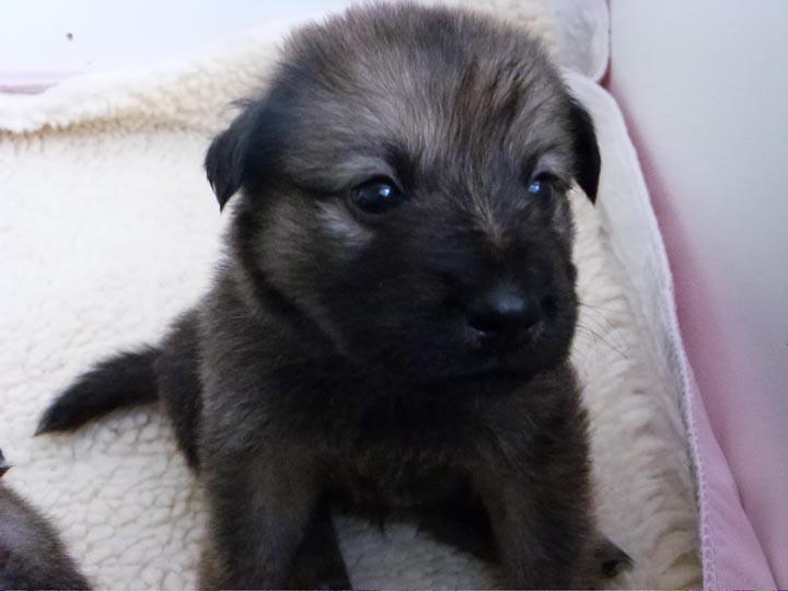chinook dog